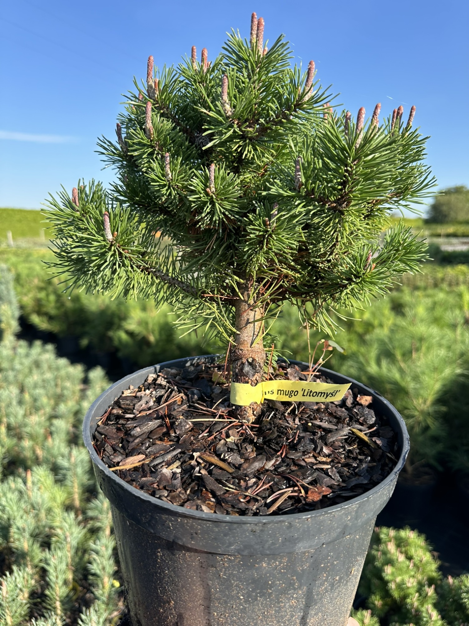 Сосна горная Литомисл